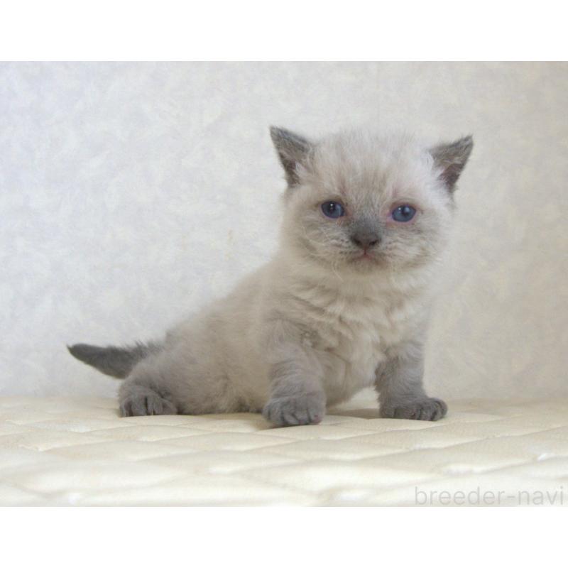 販売中の静岡県のセルカークレックス-129199