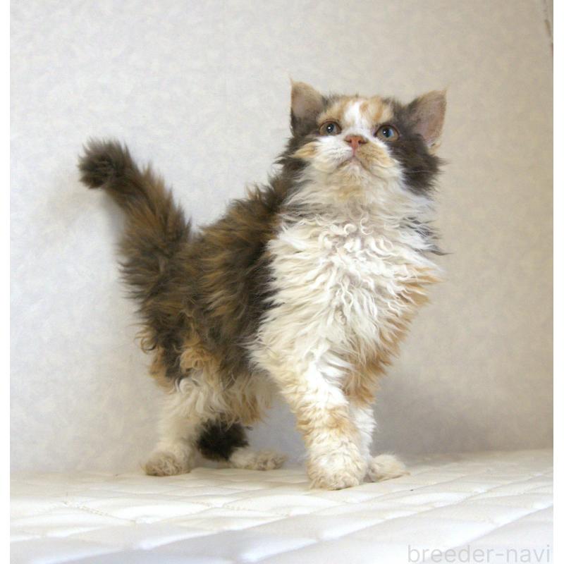 販売中の静岡県のセルカークレックス-122027の19枚目