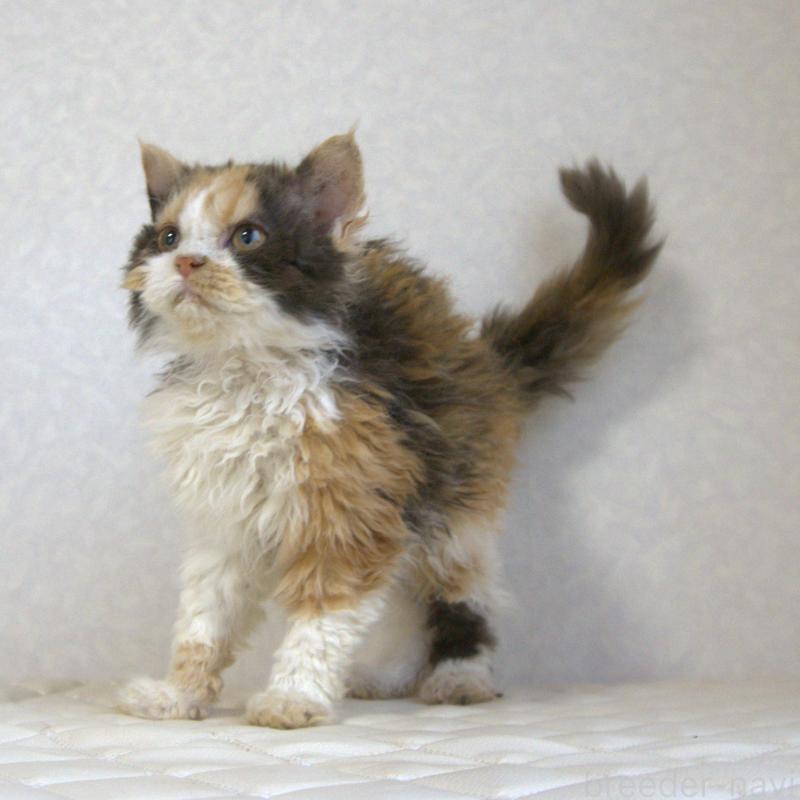 販売中の静岡県のセルカークレックス-122027の18枚目