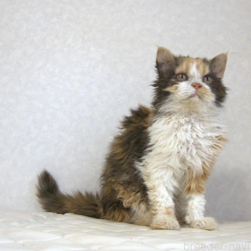 販売中の静岡県のセルカークレックス-122027の17枚目