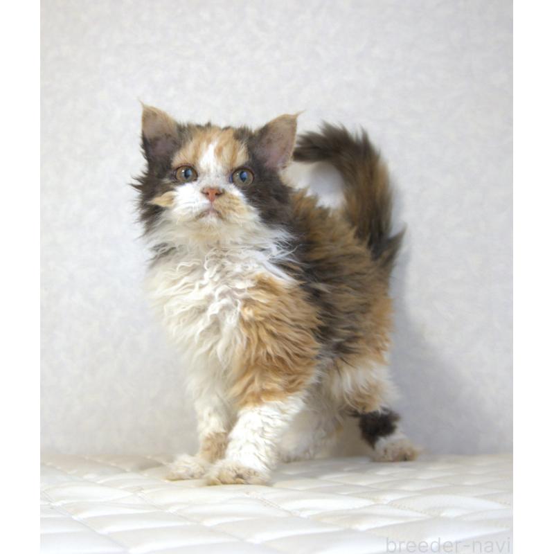 販売中の静岡県のセルカークレックス-122027の16枚目