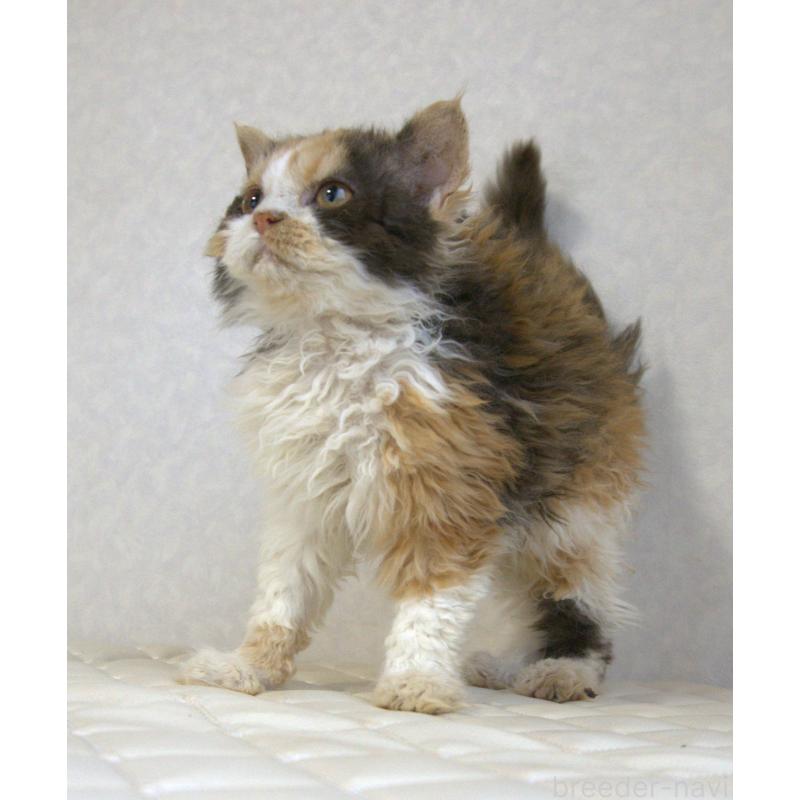 販売中の静岡県のセルカークレックス-122027の15枚目