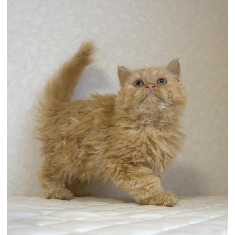 販売中の静岡県のセルカークレックス-122032の15枚目