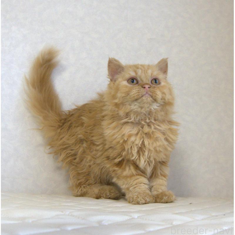 販売中の静岡県のセルカークレックス-122032の14枚目