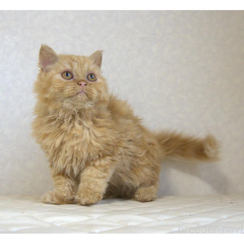 販売中の静岡県のセルカークレックス-122032の13枚目