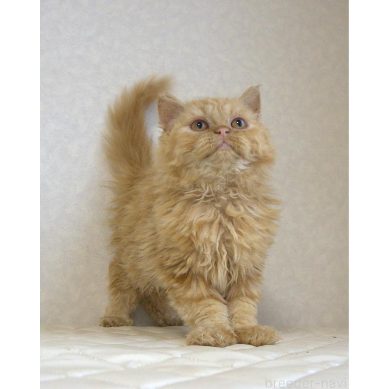 販売中の静岡県のセルカークレックス-122032の12枚目