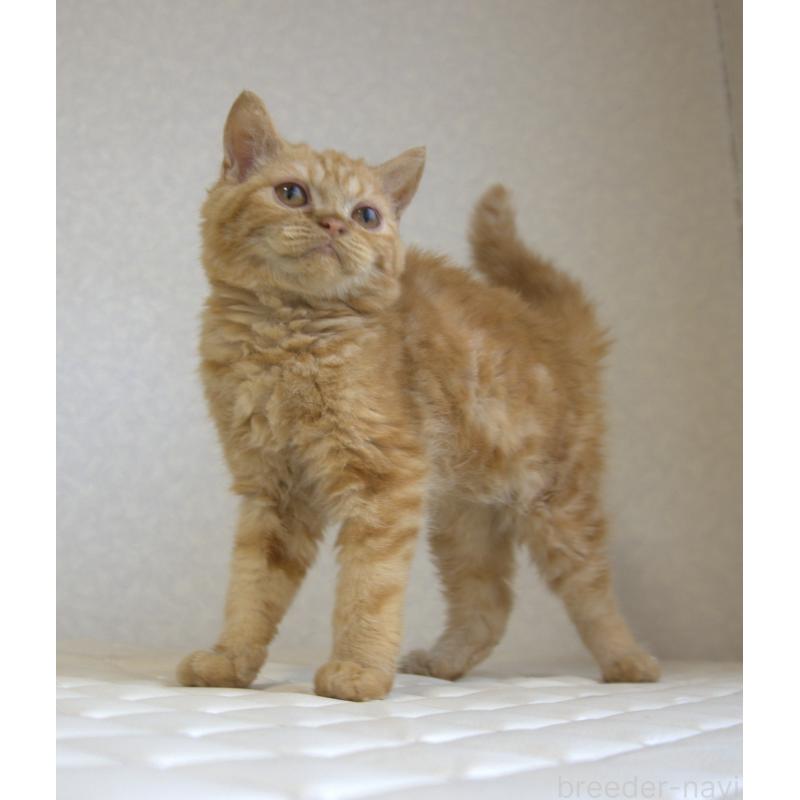 販売中の静岡県のセルカークレックス-122030の18枚目