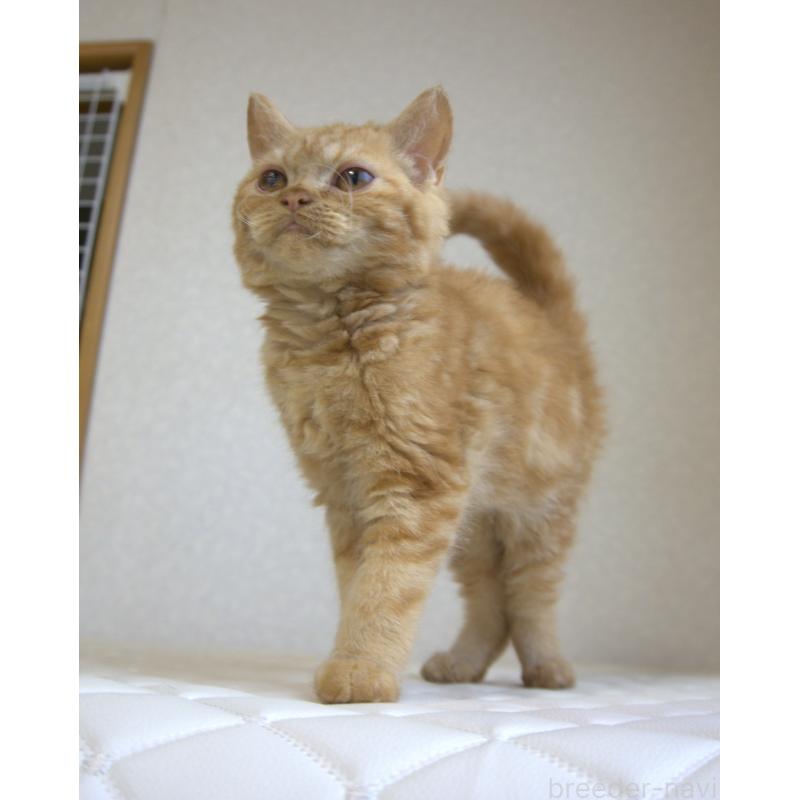 販売中の静岡県のセルカークレックス-122030の17枚目