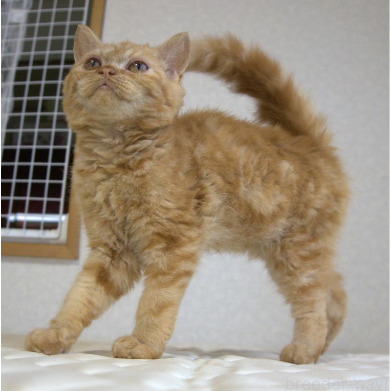 販売中の静岡県のセルカークレックス-122030の16枚目