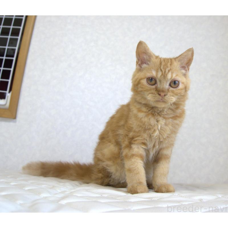 販売中の静岡県のセルカークレックス-122030