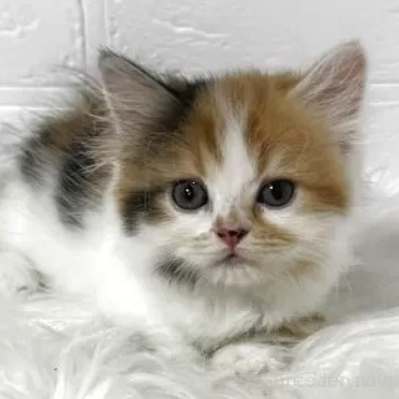 販売中の埼玉県のマンチカン(短足)-130040の1枚目