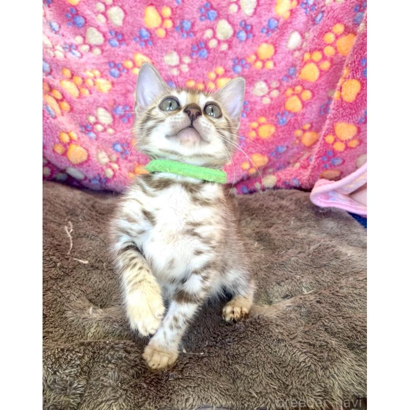 販売中の静岡県のベンガル-127402の24枚目