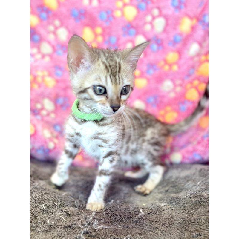 販売中の静岡県のベンガル-127402の23枚目