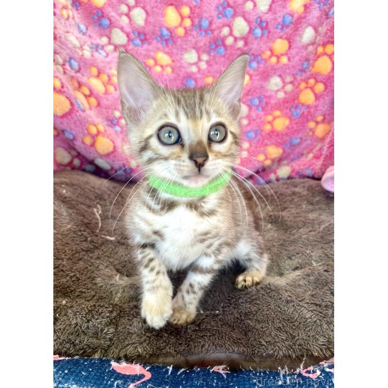 販売中の静岡県のベンガル-127402の22枚目