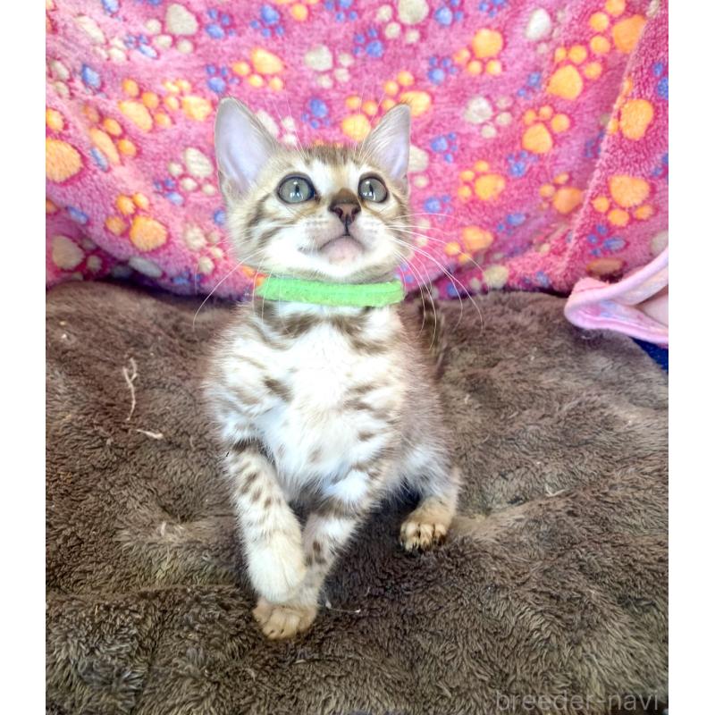 販売中の静岡県のベンガル-127402の21枚目