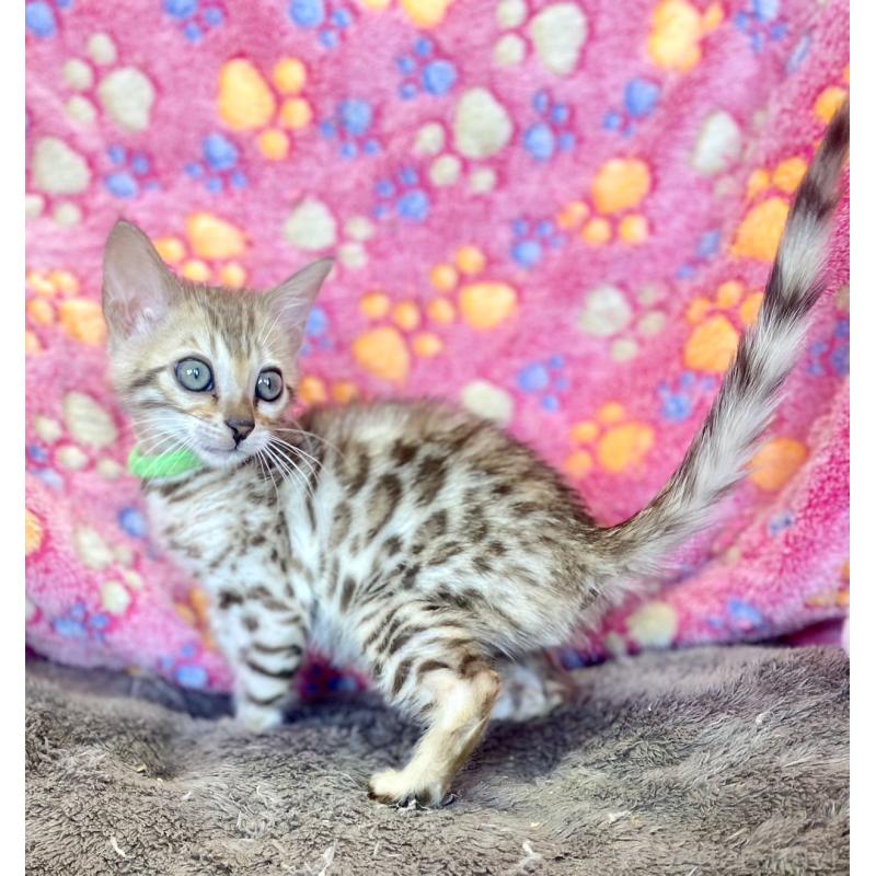 販売中の静岡県のベンガル-127402の20枚目