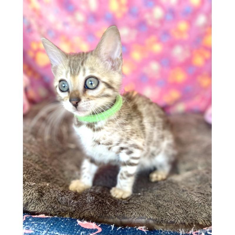 販売中の静岡県のベンガル-127402の19枚目