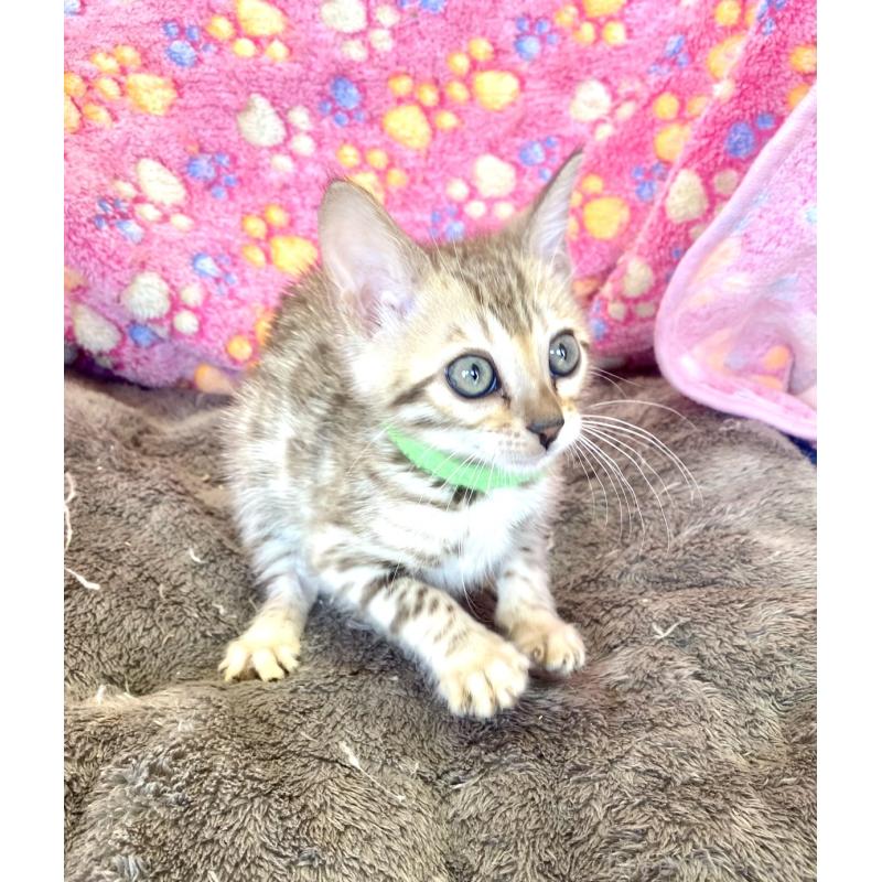 販売中の静岡県のベンガル-127402の18枚目