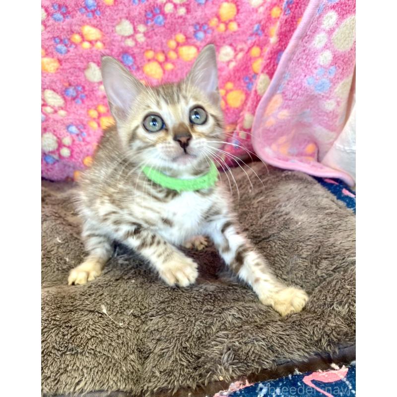 販売中の静岡県のベンガル-127402の17枚目