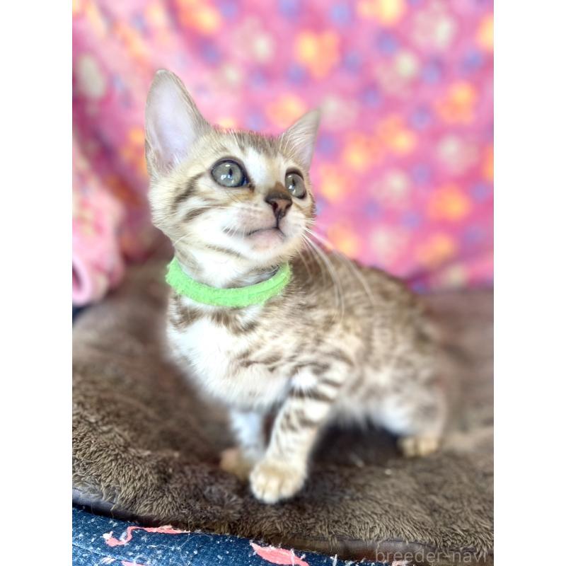 販売中の静岡県のベンガル-127402の16枚目