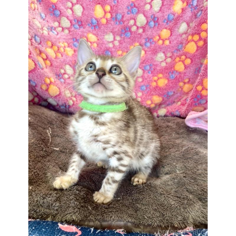 販売中の静岡県のベンガル-127402の15枚目