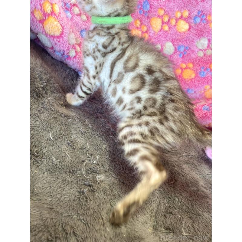 販売中の静岡県のベンガル-127402の14枚目