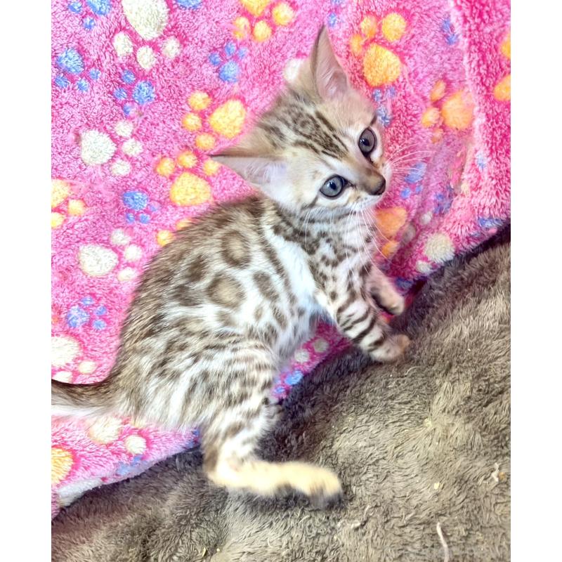 販売中の静岡県のベンガル-127402の13枚目