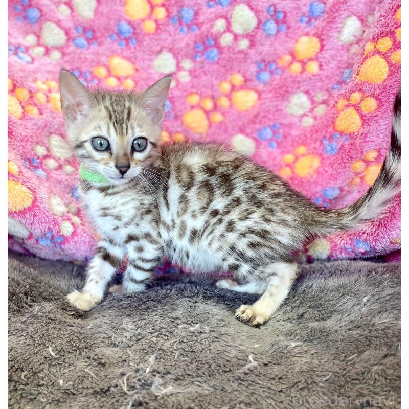 販売中の静岡県のベンガル-127402の11枚目