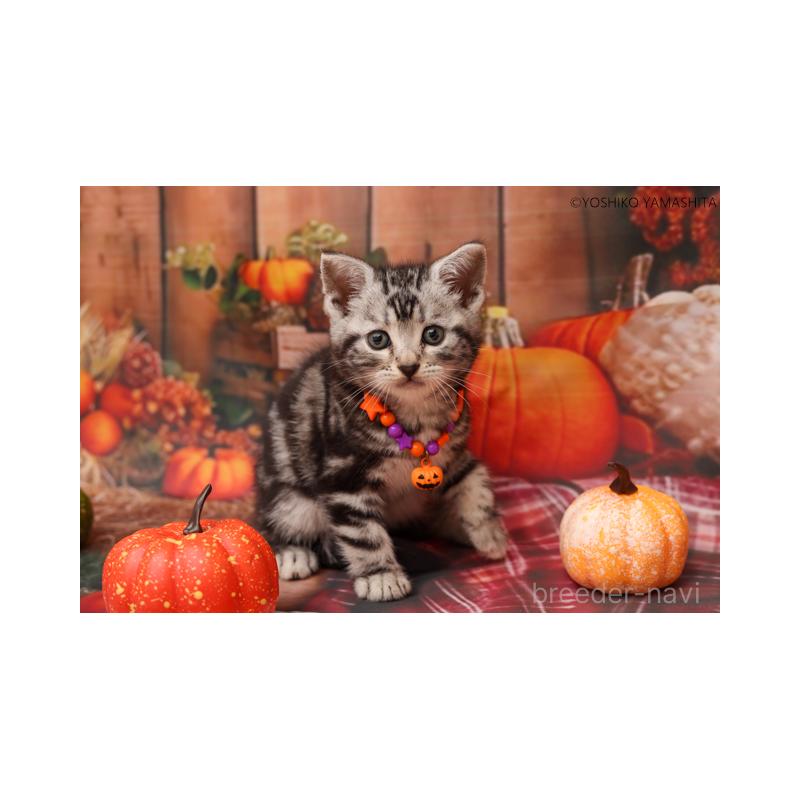 販売中の神奈川県のアメリカンショートヘア-130048の6枚目