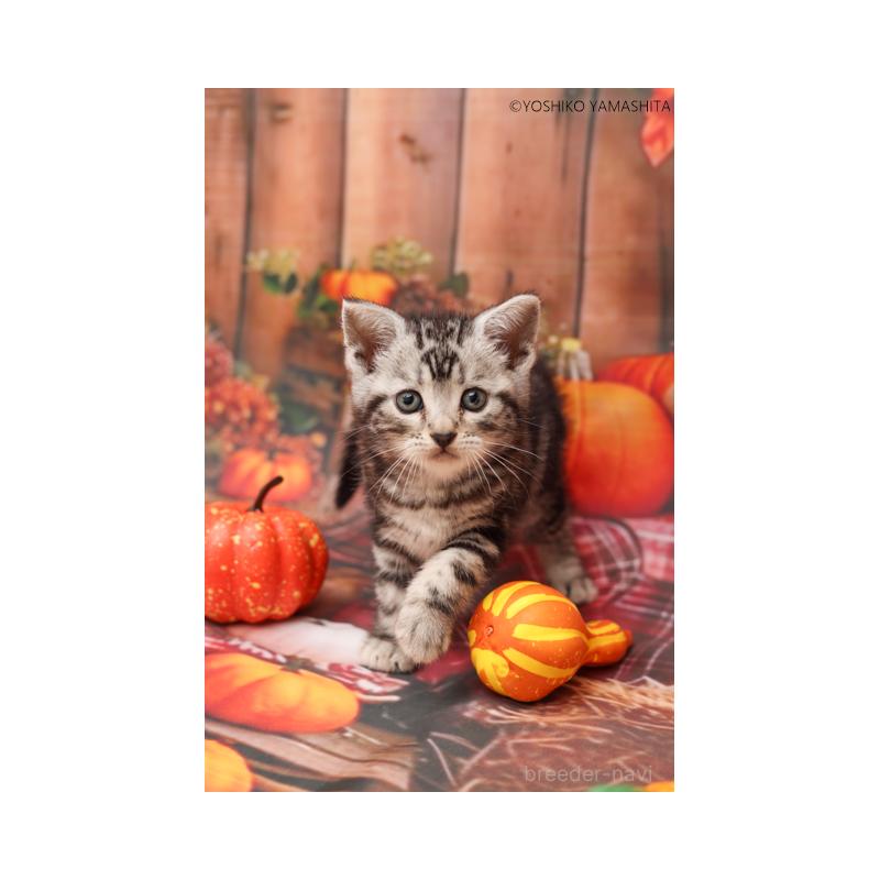 販売中の神奈川県のアメリカンショートヘア-130048の4枚目