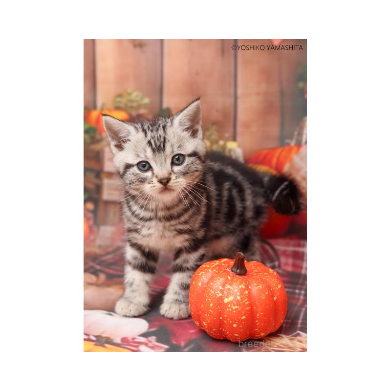 販売中の神奈川県のアメリカンショートヘア-130048の3枚目