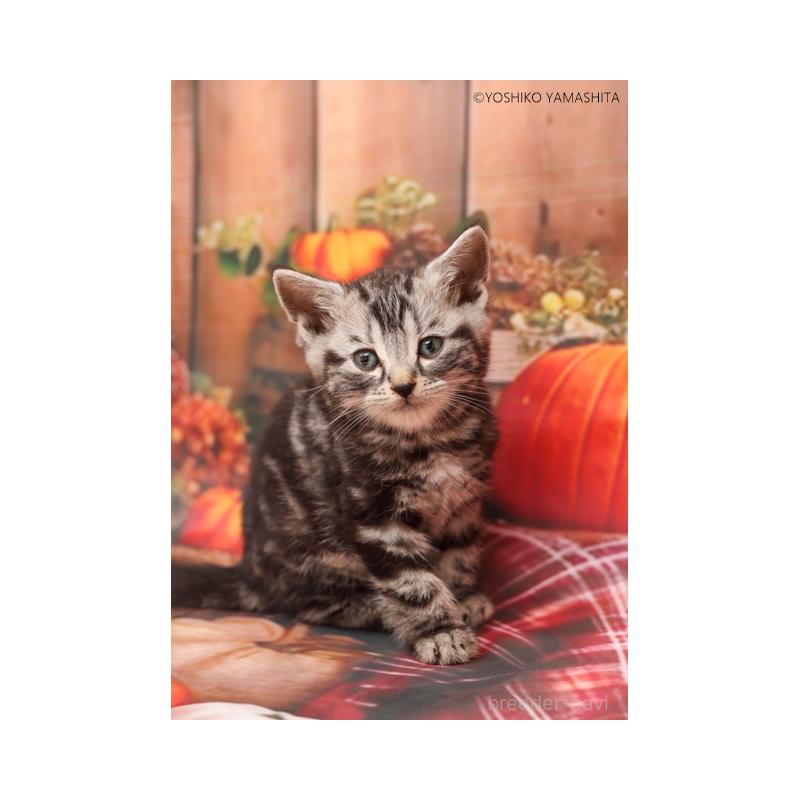 販売中の神奈川県のアメリカンショートヘア-130048の2枚目