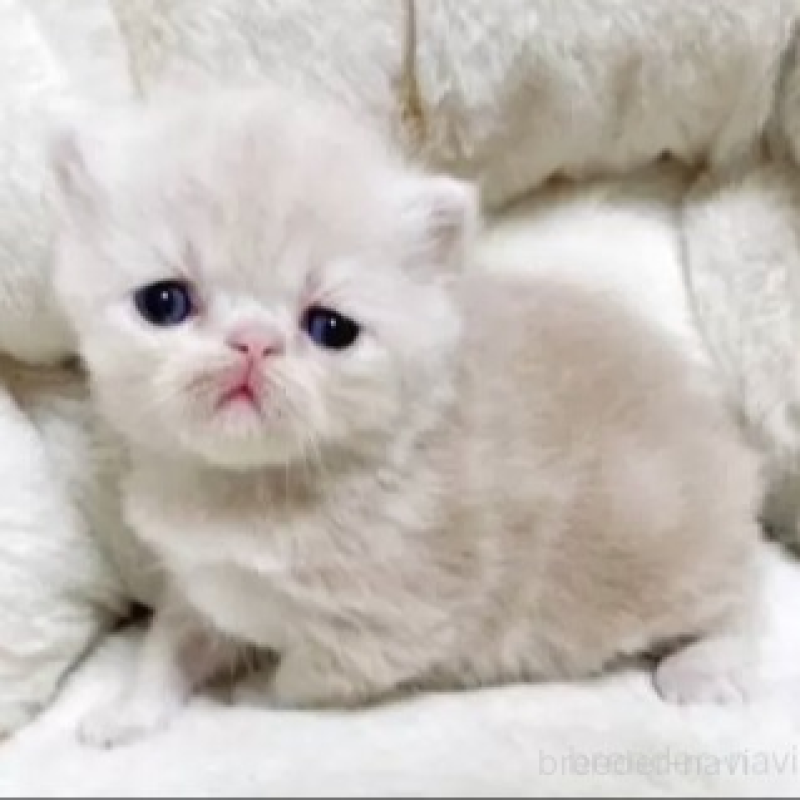 販売中の千葉県のエキゾチックショートヘア-130043