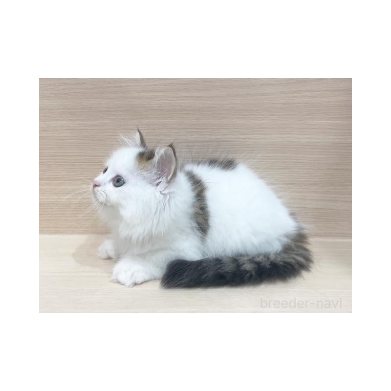 販売中の東京都のスコティッシュフォールド-130044の5枚目