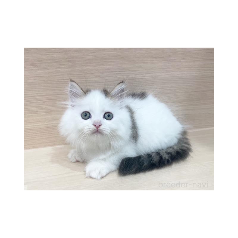 販売中の東京都のスコティッシュフォールド-130044の4枚目