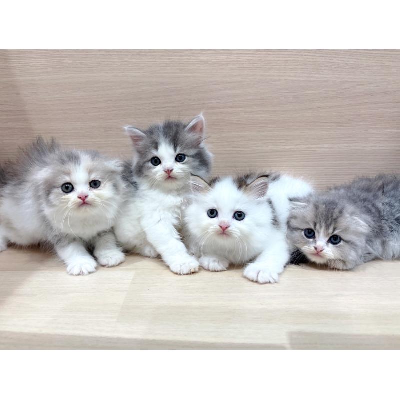 販売中の東京都のスコティッシュフォールド-130044の3枚目