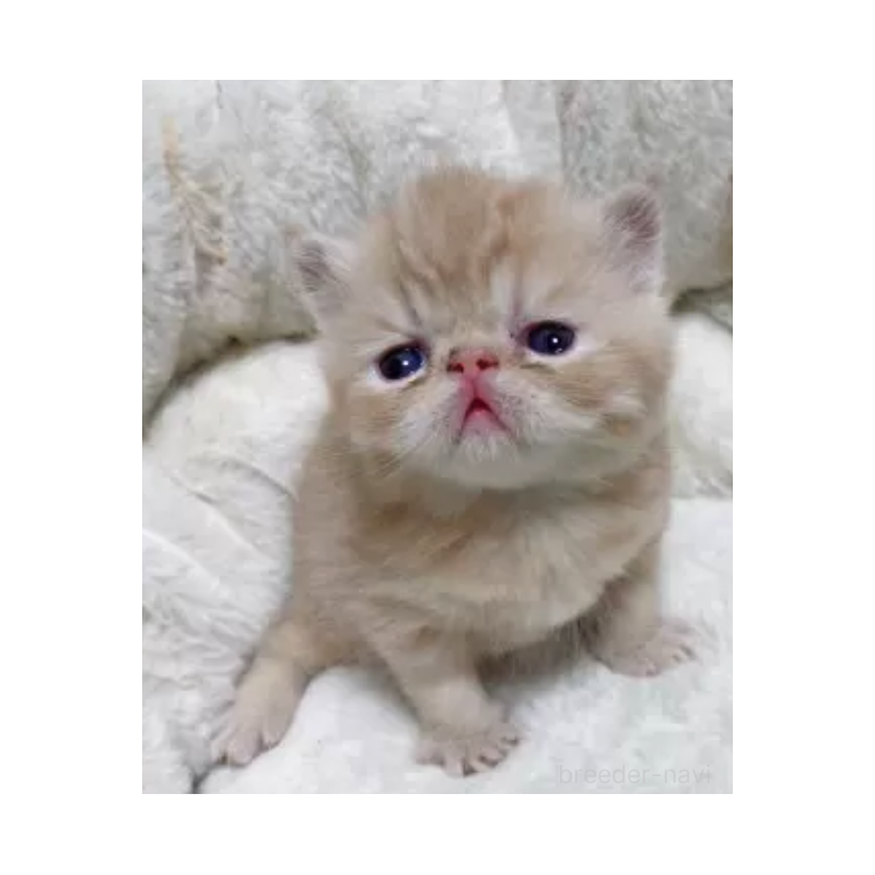 販売中の千葉県のエキゾチックショートヘア-130045の2枚目