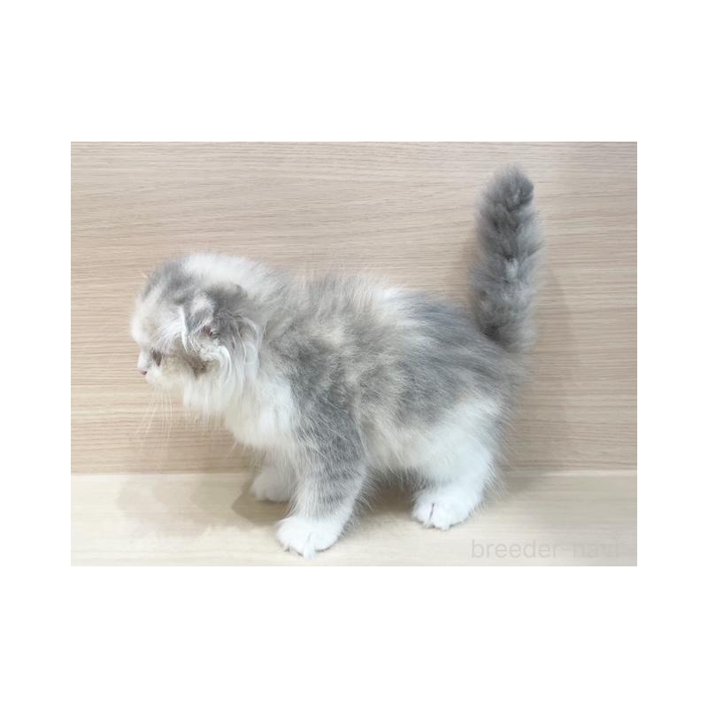 販売中の東京都のスコティッシュフォールド-130046の5枚目