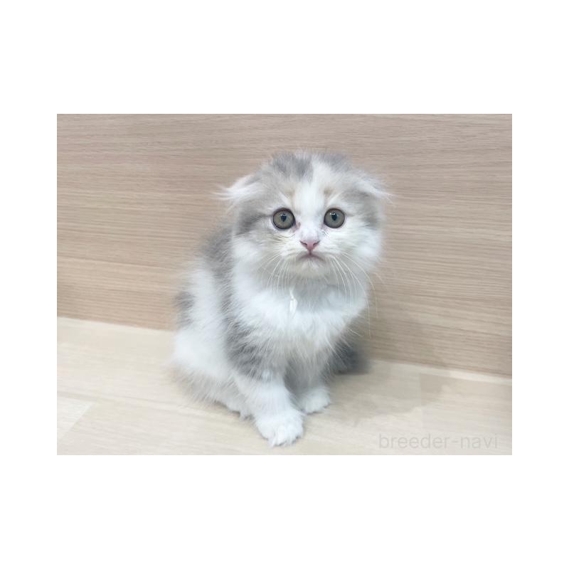 販売中の東京都のスコティッシュフォールド-130046の4枚目