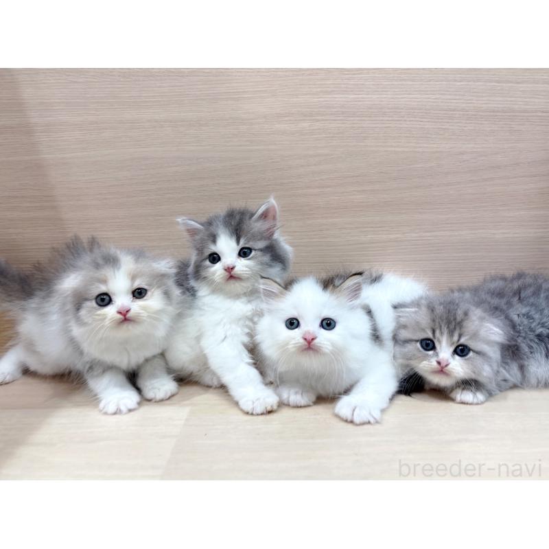 販売中の東京都のスコティッシュフォールド-130046の2枚目