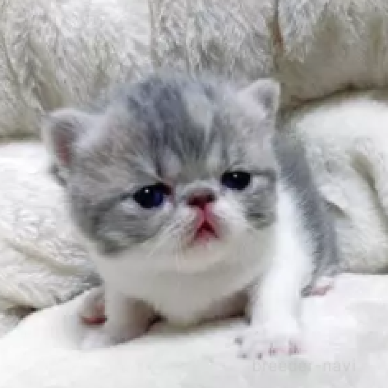 販売中の千葉県のエキゾチックショートヘア-130047の2枚目