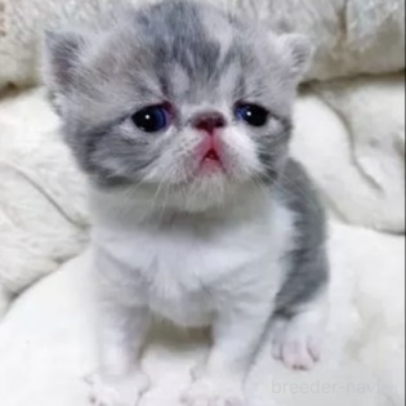 販売中の千葉県のエキゾチックショートヘア-130047