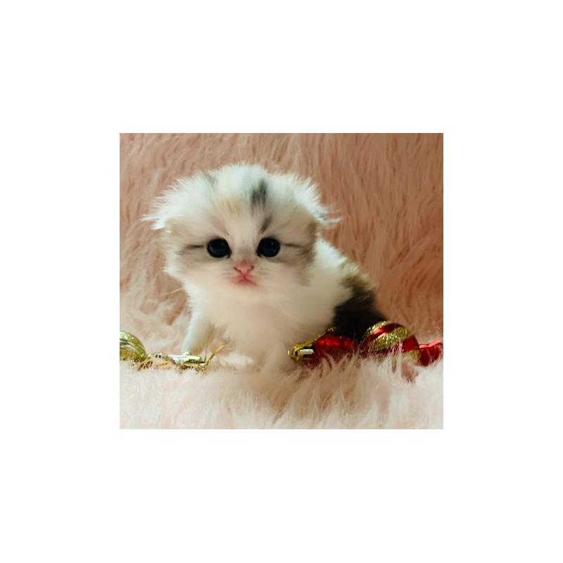 販売中の茨城県のスコティッシュフォールド(折れ耳)-130049の4枚目