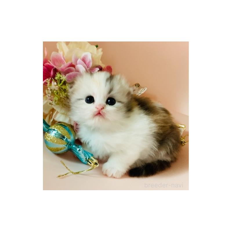 販売中の茨城県のスコティッシュフォールド(折れ耳)-130049の2枚目