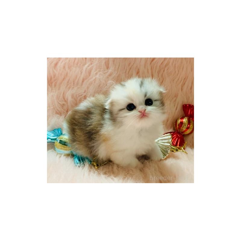 販売中の茨城県のスコティッシュフォールド(折れ耳)-130049の3枚目