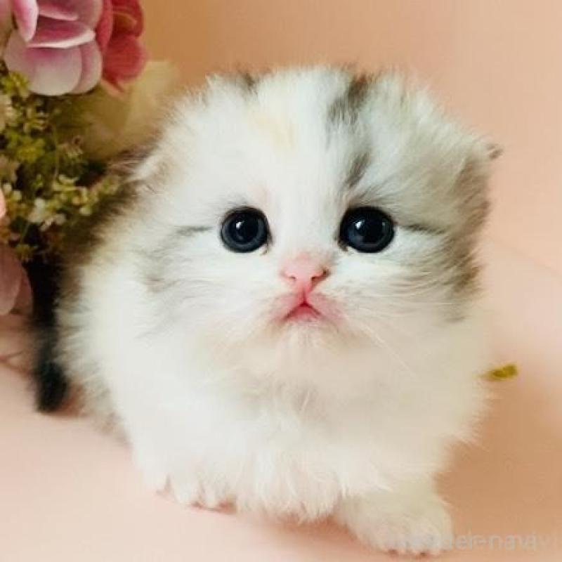 販売中の茨城県のスコティッシュフォールド(折れ耳)-130049