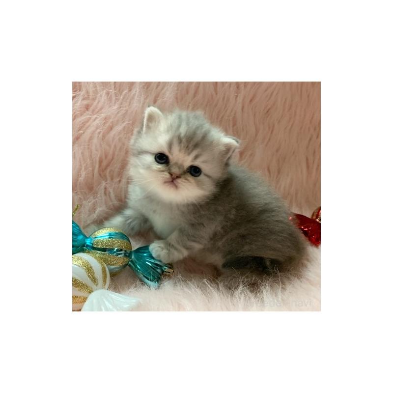 販売中の茨城県のスコティッシュフォールド-130050の4枚目