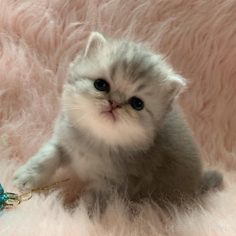 販売中の茨城県のスコティッシュフォールド-130050の2枚目