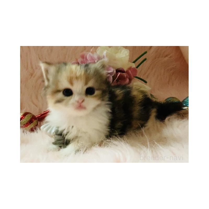 販売中の茨城県のスコティッシュフォールド-130051の4枚目