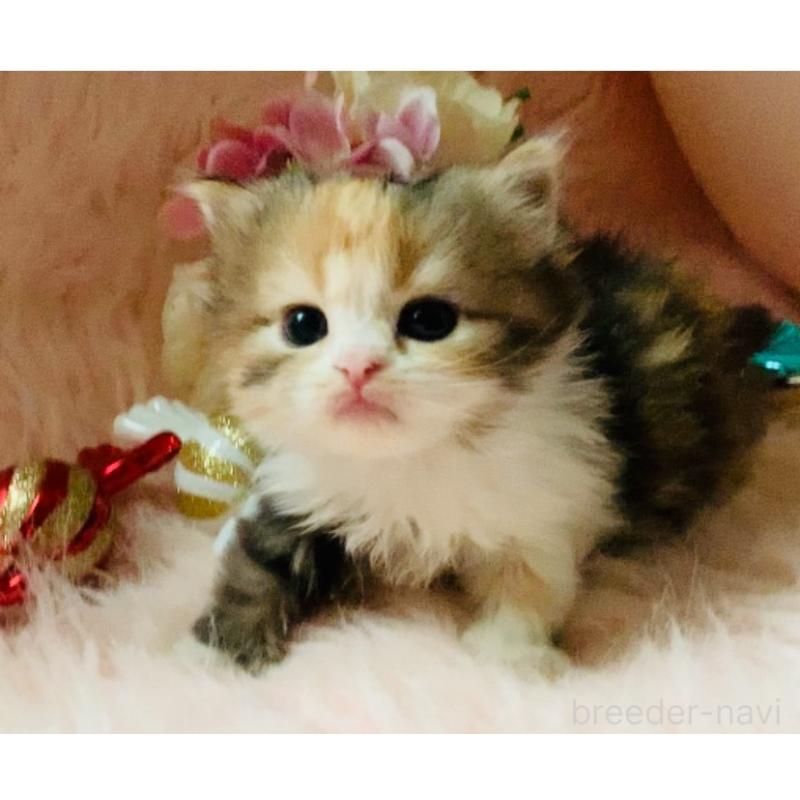 販売中の茨城県のスコティッシュフォールド-130051の2枚目